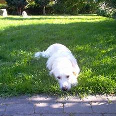 Golden retriever Basse