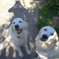 Golden retriever Basse