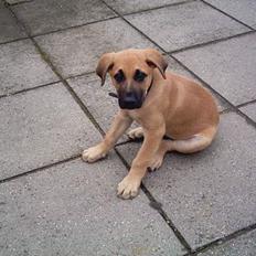 Blanding af racer Cato Bønnelykke 