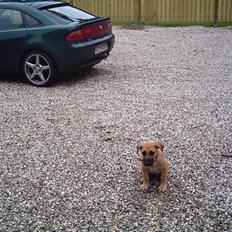 Blanding af racer Cato Bønnelykke 