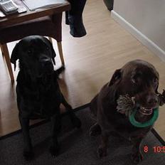 Labrador retriever buster og samson - forældres hund