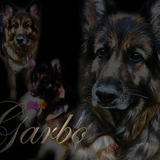 Schæferhund Lyager's Garbo