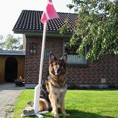 Schæferhund Lyager's Garbo