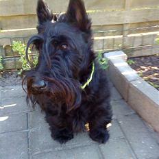 Skotsk terrier Sofiendals Dixie
