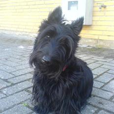 Skotsk terrier Sofiendals Dixie