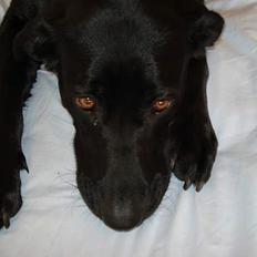 Blanding af racer labrador/scæfer Emma