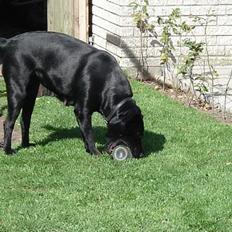 Blanding af racer labrador/scæfer Emma