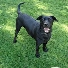 Blanding af racer labrador/scæfer Emma
