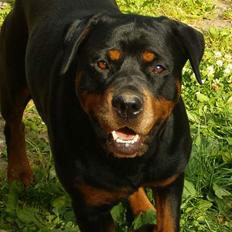 Rottweiler Fattiggården's Carla *død*