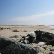 Border collie Andy (Canis) R.I.P
