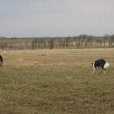 Border collie Andy (Canis) R.I.P