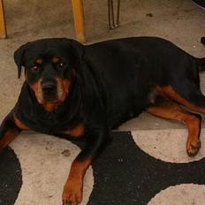 Rottweiler Fattiggården's Carla *død*