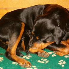 Rottweiler Fattiggården's Carla *død*