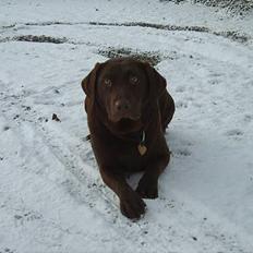 Labrador retriever Athene 