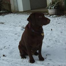 Labrador retriever Athene 