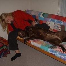 Labrador retriever Athene 