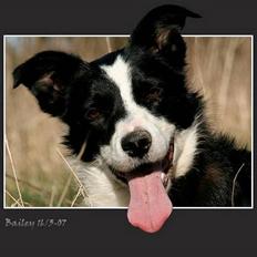 Border collie Bailey Himmelhund