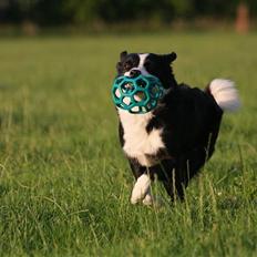 Border collie Bailey Himmelhund