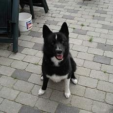 Karelsk bjørnehund Rocco *død*