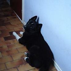 Karelsk bjørnehund Rocco *død*