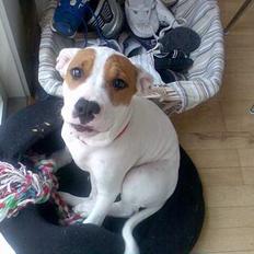 Amerikansk staffordshire terrier Emma