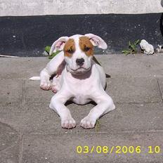 Amerikansk staffordshire terrier Emma