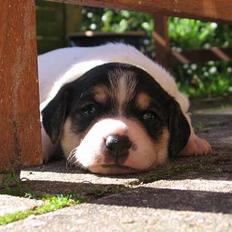 Dansk svensk gaardhund Awesome Joey