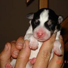 Dansk svensk gaardhund Awesome Joey