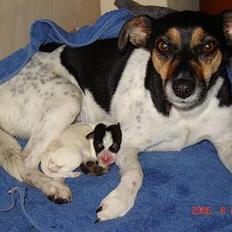 Dansk svensk gaardhund Awesome Joey