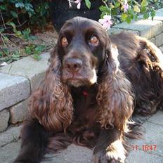 Cocker spaniel Tilde Thetis 