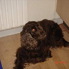 Cocker spaniel Tilde Thetis 