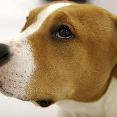 Amerikansk staffordshire terrier Olina