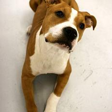Amerikansk staffordshire terrier Olina