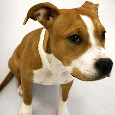 Amerikansk staffordshire terrier Olina