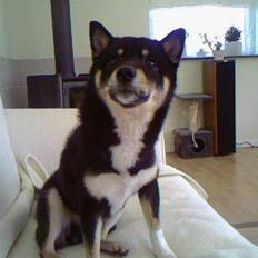 Shiba Kailo
