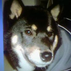 Shiba Kailo