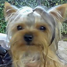 Yorkshire terrier * Luca, betjent*