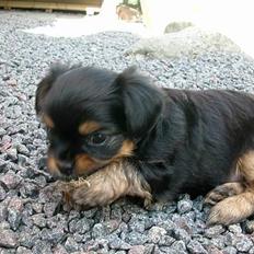 Blanding af racer ""Chihuahua"" Assi