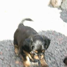 Blanding af racer ""Chihuahua"" Assi