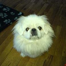 Pekingeser Jensen