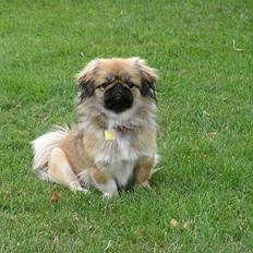 Pekingeser Olsen