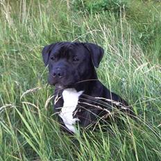 Staffordshire bull terrier eddie