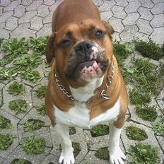 Amerikansk bulldog Geo-R.I.P