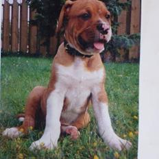 Amerikansk bulldog Geo-R.I.P