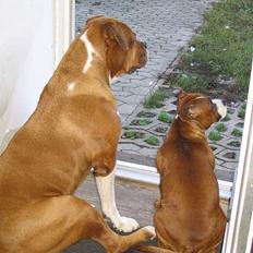 Amerikansk bulldog Geo-R.I.P