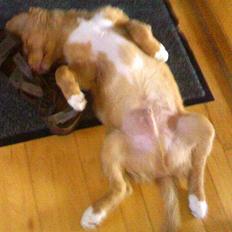 Nova scotia duck tolling retriever Sigurd