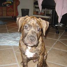 Amerikansk staffordshire terrier Chico