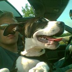 Amerikansk staffordshire terrier Chucky