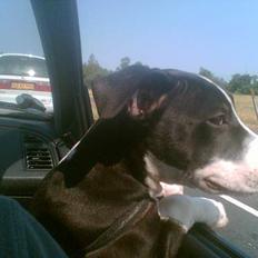 Amerikansk staffordshire terrier Chucky