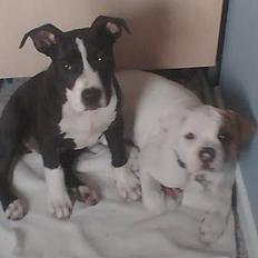 Amerikansk staffordshire terrier Chucky